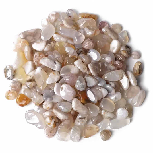 <tc>אגט סאקורה</tc> <tc>אגט סאקורה</tc>