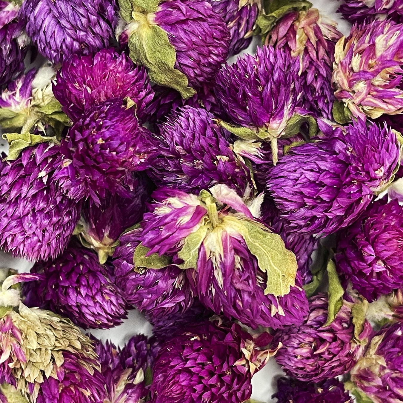 Amaranth גלובוס מיובש טבעי (Gomphrena) - סגול - 2 Amaranth גלובוס מיובש טבעי (Gomphrena) - סגול - 2