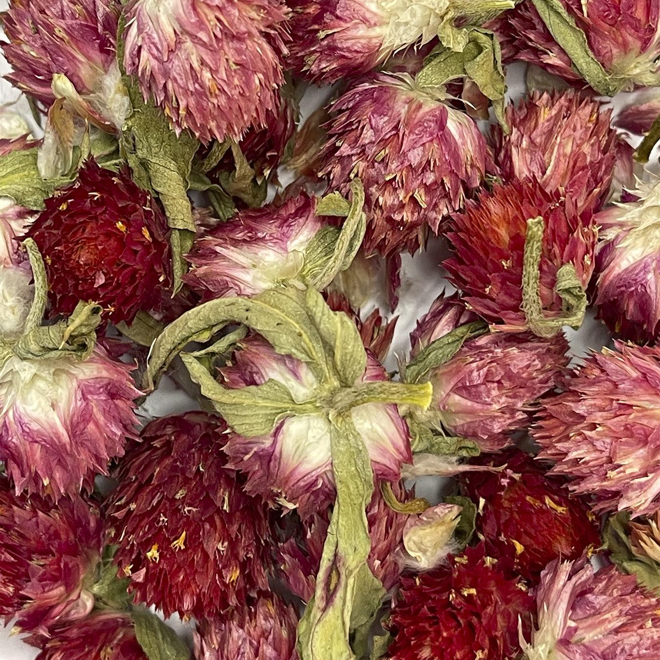גלובוס אמרנט (Gomphrena) מיובש טבעי - ורוד - 2 גלובוס אמרנט (Gomphrena) מיובש טבעי - ורוד - 2