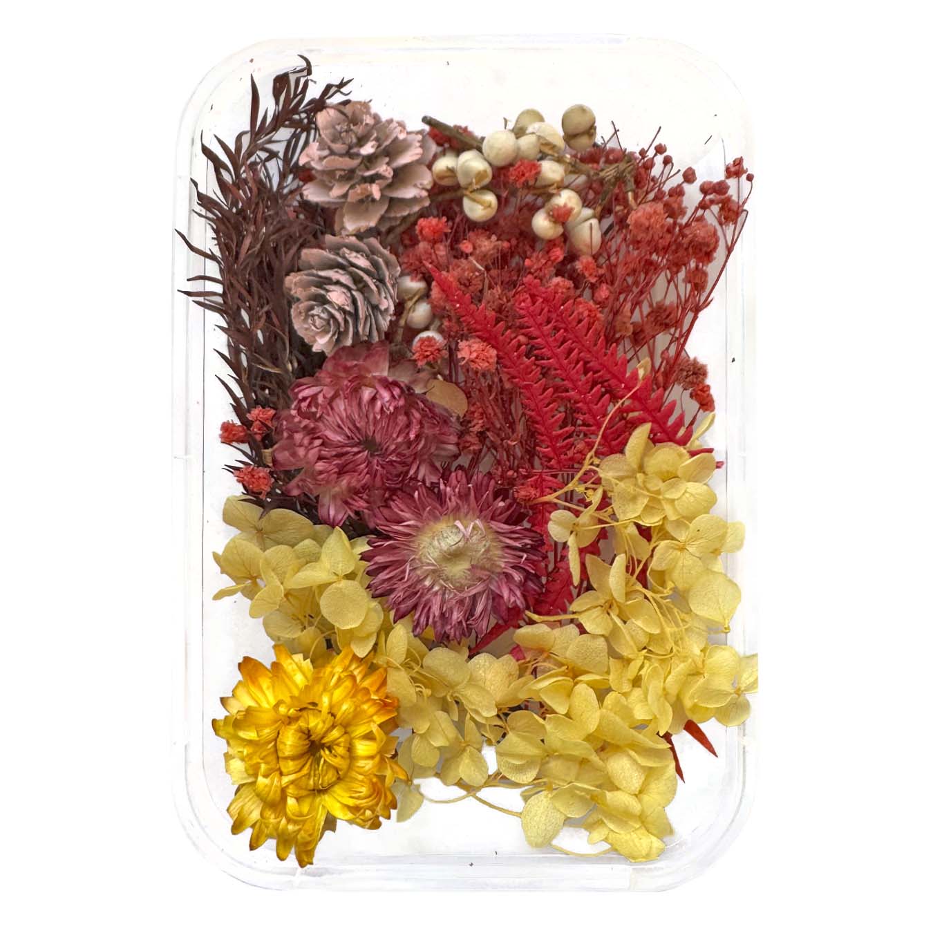 סט פרחים יבשים טבעיים B - 1