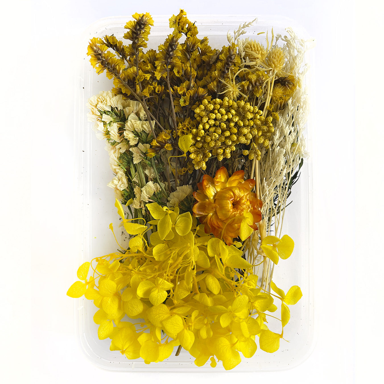 Natural dried flowers set K